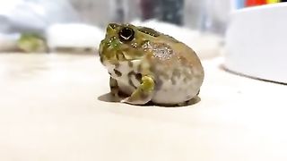 Mischievous frog.