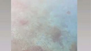 Sekumpulan ikan sedang mendekat di pelabuhan