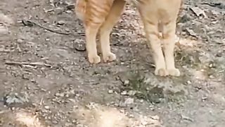 Kucing lucu lagi main Reok