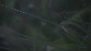 the beauty of fireflies at night