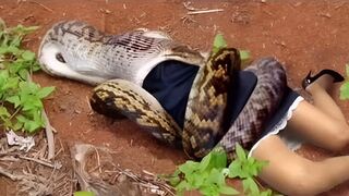 Unbelievable !! Reticulated Pythons Can Eat You