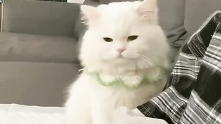 spoiled and cute cat
