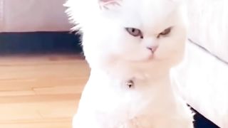 sleepy cat