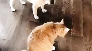 ???? Cat and dog friendship ????
