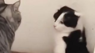 Funyshany cats and dogs