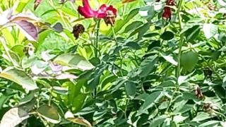 Beautiful and Sweet Flowers | Relaxing View of Nature | Stress Relief Nature | #nature