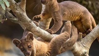 Fossa