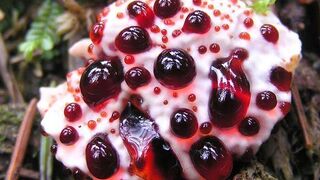 Fungi hydnellum peckii