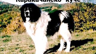 АВТОХОННИ БЪЛГАРСКИ ПОРОДИ