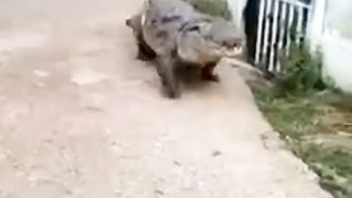 FUNNY VIDEOS 02 Bakit nakawala ang buwaya??