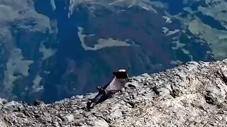 Flying High