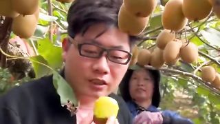 Kisi fruit harvesting time