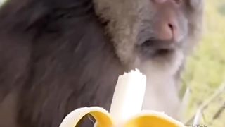 Funny and cute animals 3
