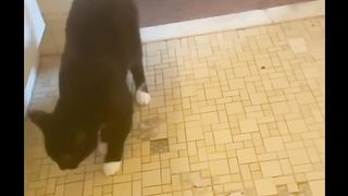 Funny cats 74
