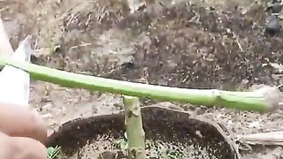 propagate papaya tree by grafting - papaya grafting (ep1) #satisfying #graftingfruittrees