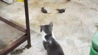 tikus berkelahi