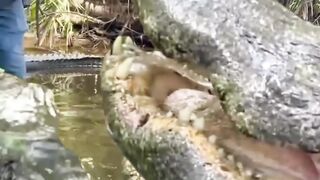 biggest crocodile ever caught #crocodile #yearofyou