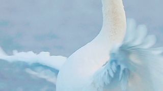 4K Video | Nature Video |Most beautiful Birds 14 | Sleep Easy |Beautiful Calm Nature |febspot