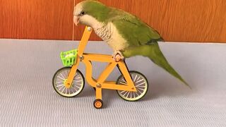 Lovely parrot showing off his smarts!