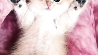 Cute kitten 12