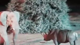 elephant vs rhino