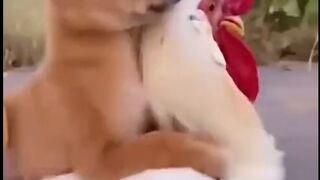 Funny Animals - Dog