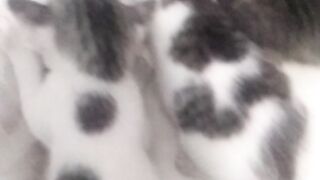 Animal lovers 336
