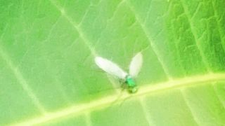 cute little flies on the leaves
