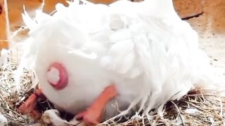 egg laying process