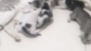 Animal lovers 337