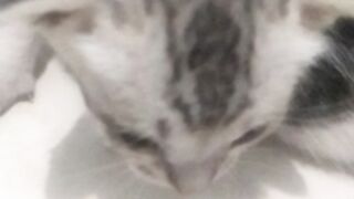Animal lovers 335
