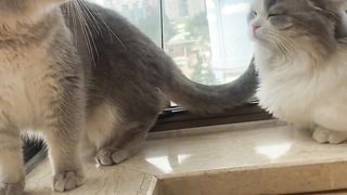 Cats Fights: Noises to scare cats