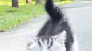 Cute baby Cat 2