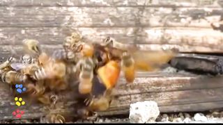 Bees Nature's Most Epic Battle