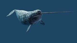 Narwhal whales
