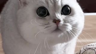 Feisty Feline vs. Courageous Canine
