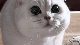 Playful Pranks: Big Cat's Hilarious Attempts to Scare Tiny Kittens!