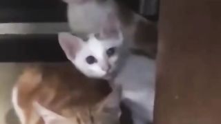 Careful Cats