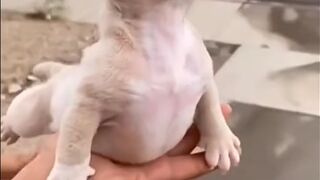 Funny Animals / Super Dogs