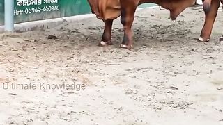 beautiful cows