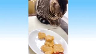 Funny Cat