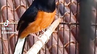 gacor magpie