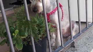 PET CANSADO