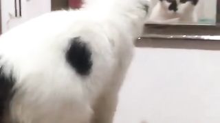 Funny cat videos 11