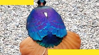the dance of love bird