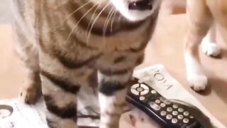 Unleashing the Claws of Curiosity: 10 Mind-Blowing Facts About Cats! 2