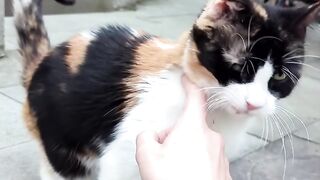 Rescuing a dumped friendly cat