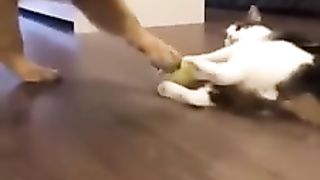 Funny animals - Funny cats / dogs - Funny animal videos 12