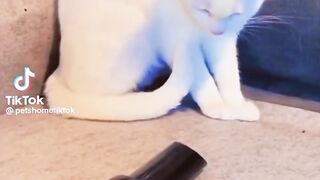 Funny ????cats