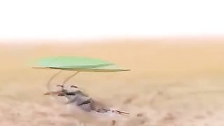 Beautiful birds 9